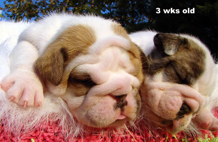 English Bulldog puppies